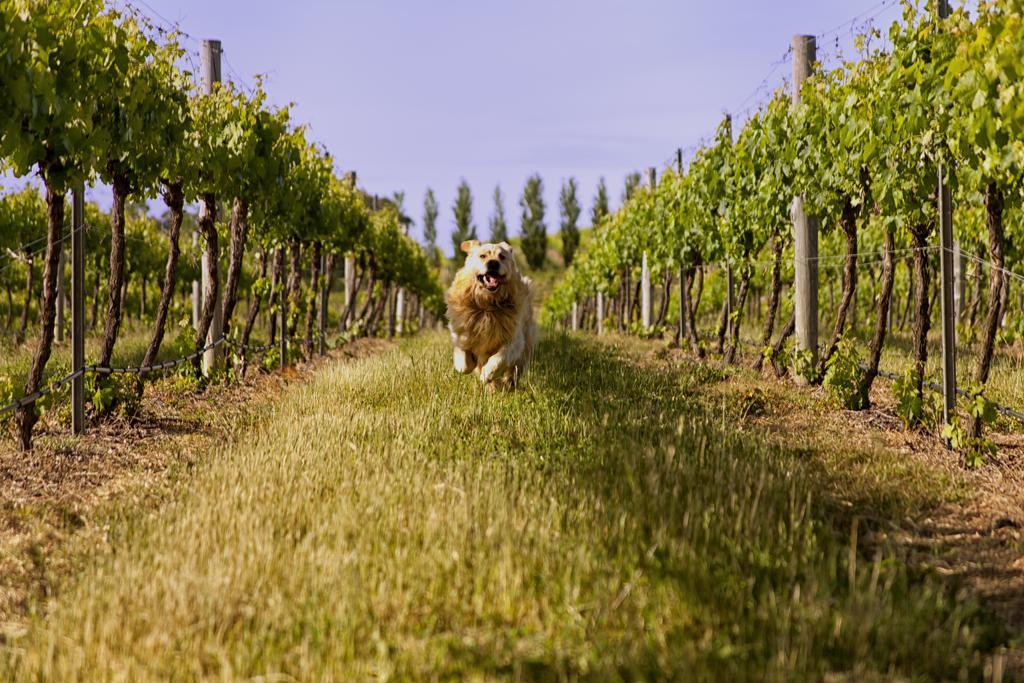 Mayfield Vineyard Orange Eksteriør bilde
