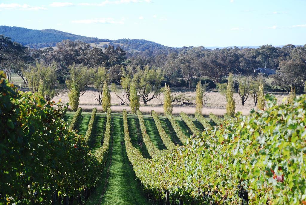 Mayfield Vineyard Orange Eksteriør bilde