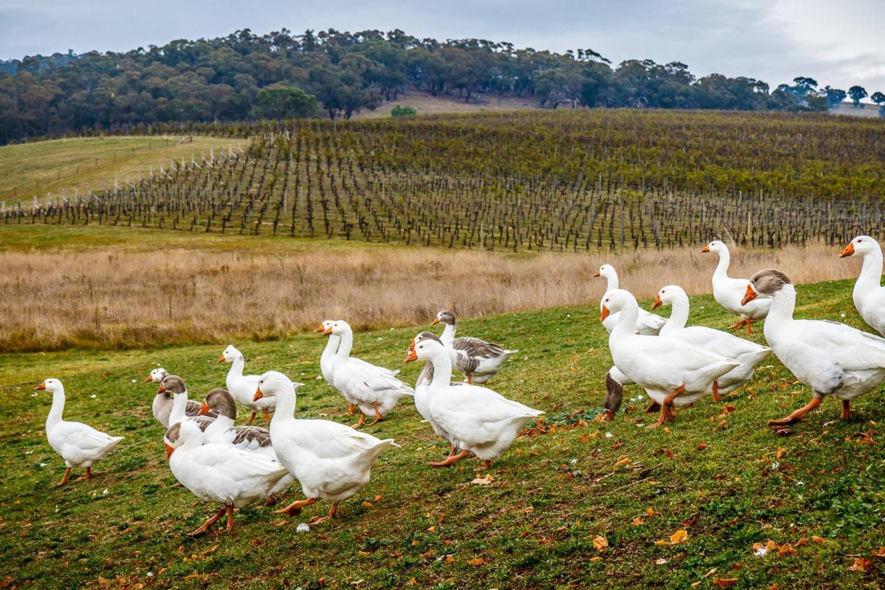 Mayfield Vineyard Orange Eksteriør bilde
