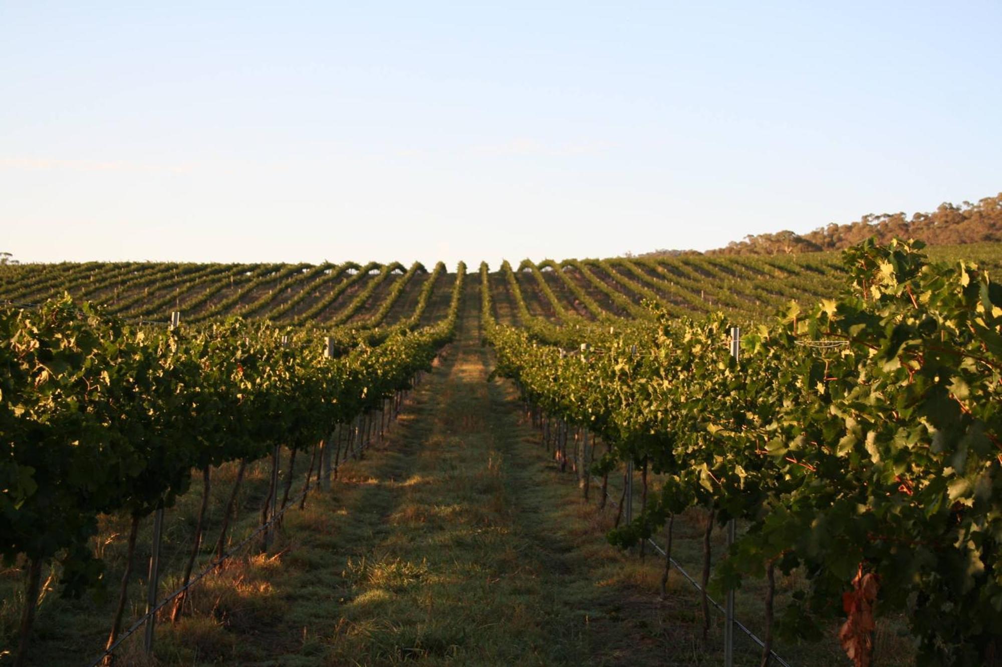 Mayfield Vineyard Orange Eksteriør bilde