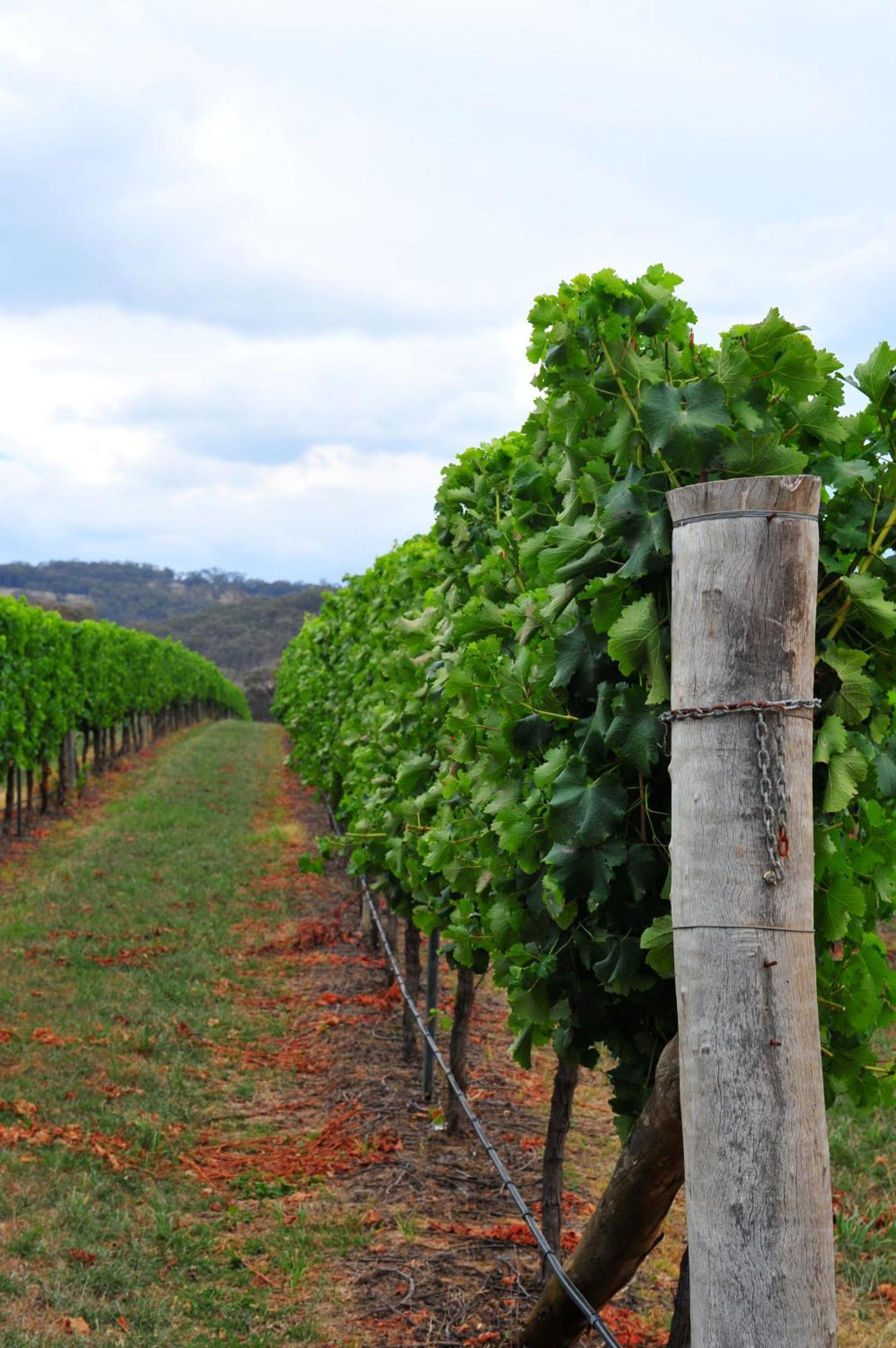 Mayfield Vineyard Orange Eksteriør bilde